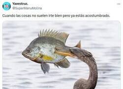 Enlace a Bah, es lo de siempre por @supermanumolina