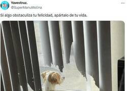 Enlace a ¡A la calle! por @supermanumolina