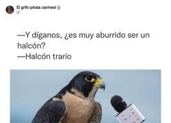 Enlace a El aburrimiento del halcón, por @ErigolDelViento