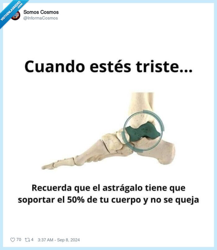 astragalo,hueso,cuerpo,soportar,peso