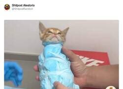 Enlace a El gato loco, por @ShitpostRandom