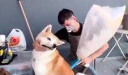 Enlace a Una forma increíble de reciclar el pelo de perro