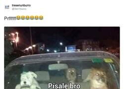 Enlace a Los perros no ven en colores, por @3en1burro