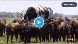 Enlace a Esta vaca gigante en Australia que mide 1,94 metros es como el típico niño más alto de la clase