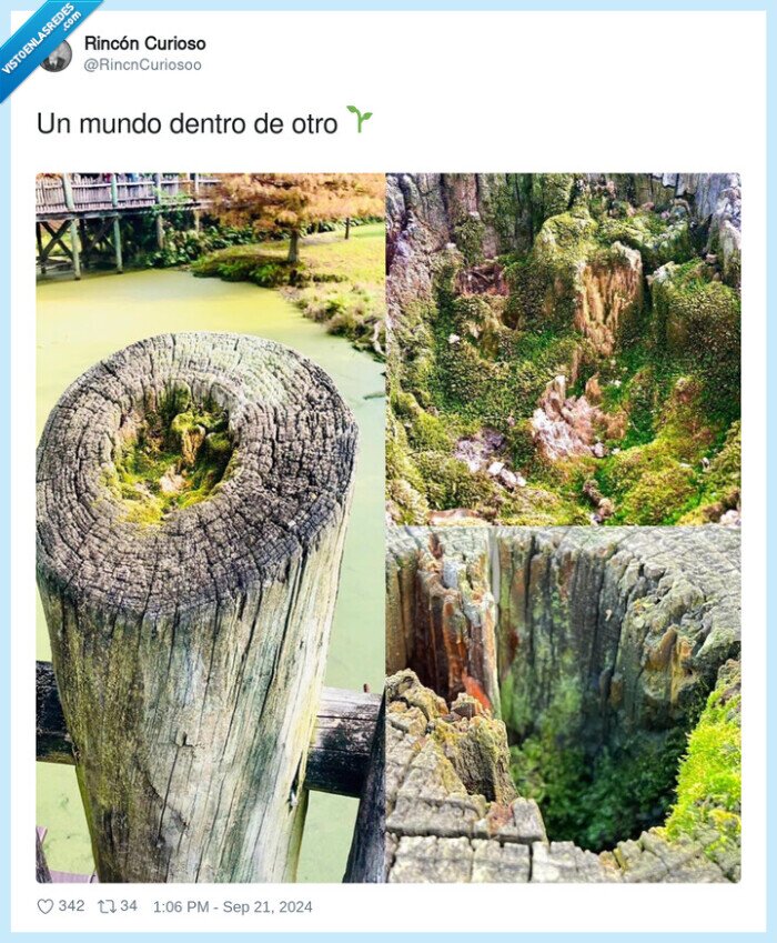 arbol,tronco,musgo