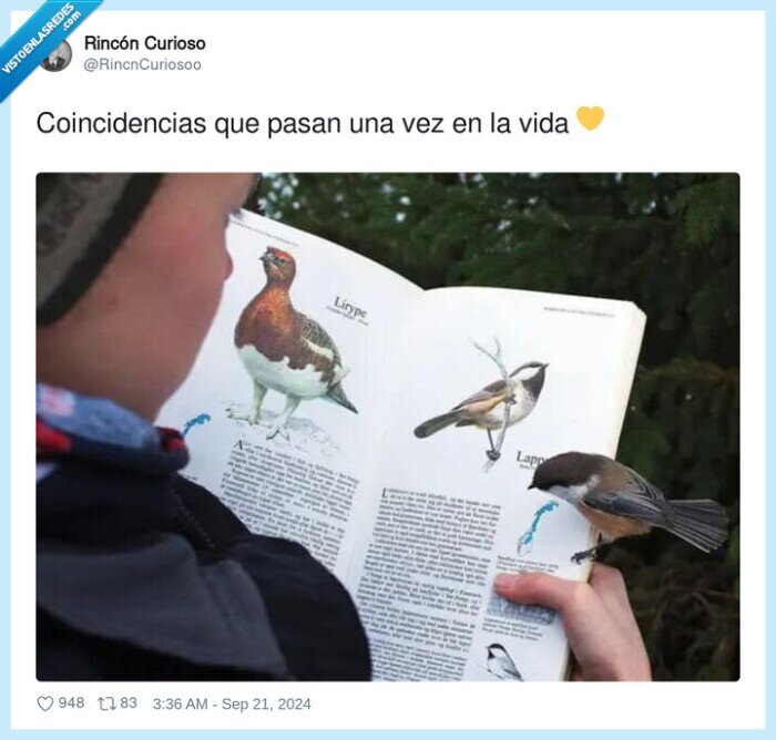 coincidencias,libro,pajaros