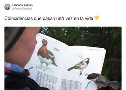 Enlace a Coincidencias, por @RincnCuriosoo