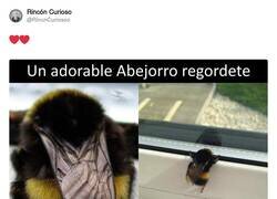 Enlace a Mira esas alitas, por @RincnCuriosoo