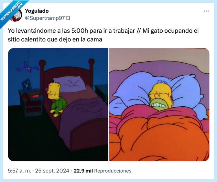 levantándome,calentito,trabajar,ocupando sitio,gato