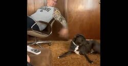 Enlace a Este perro no sabía quién le estaba tocando, por @ceciarmy