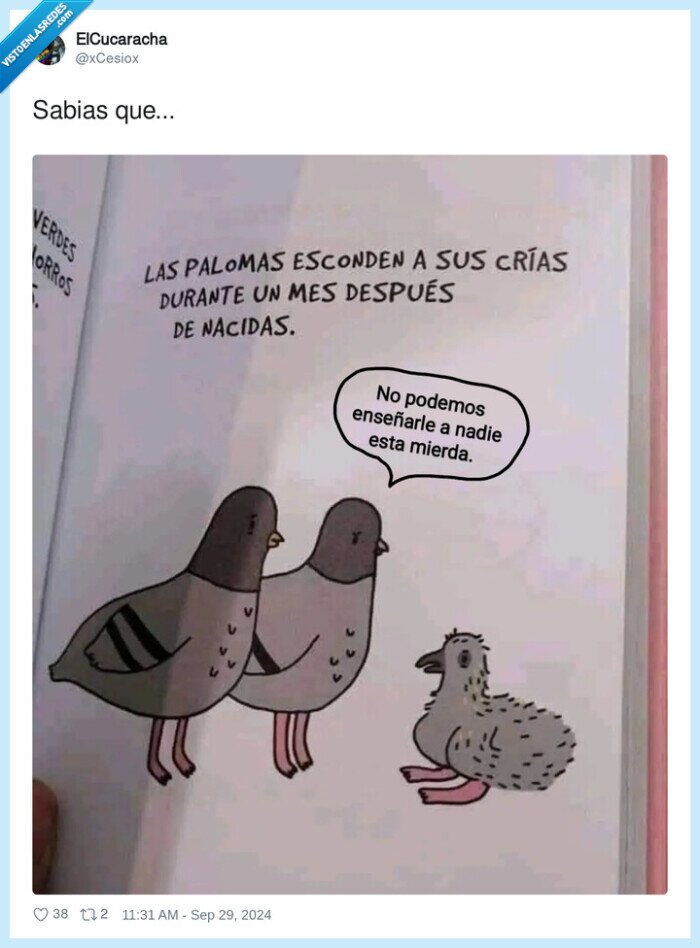 palomas,recien nacidas