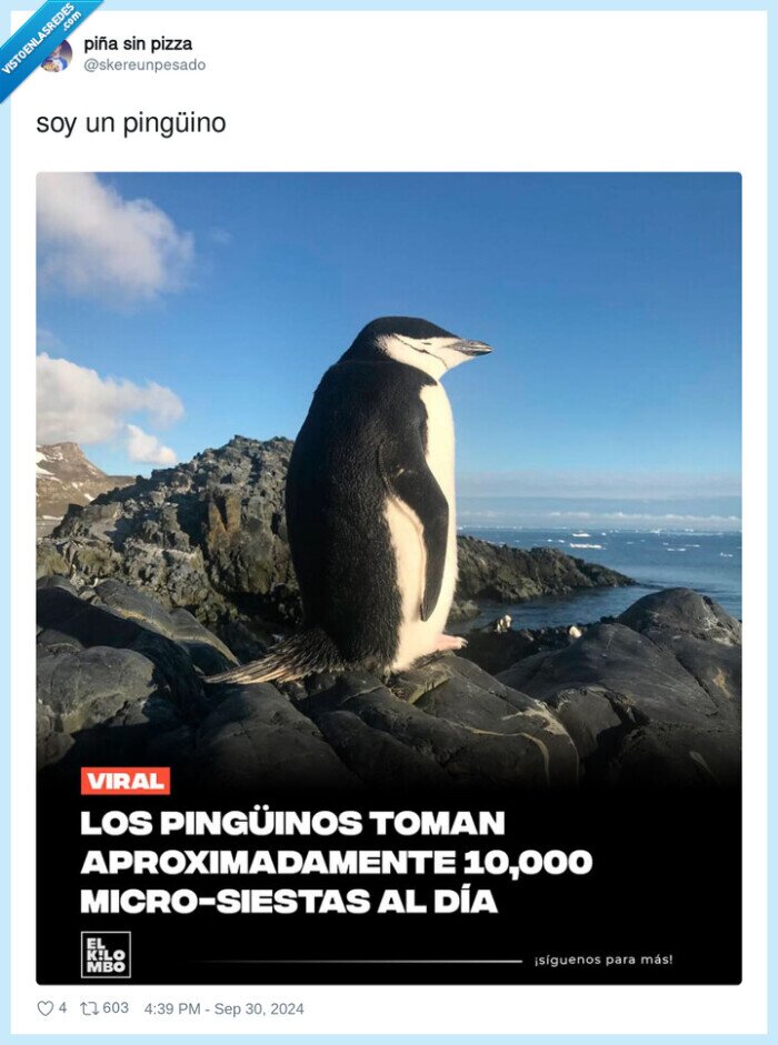 pingüino,micro-siesta