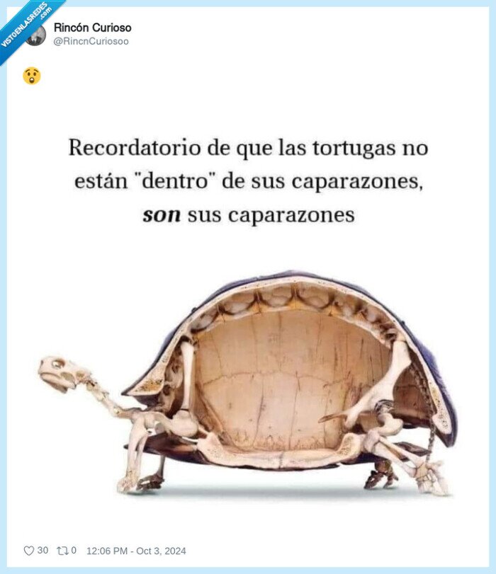 tortuga,esqueleto,caparazón