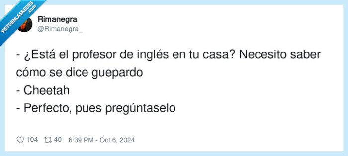 pregunta,cheetah,profesor,guepardo,inglés