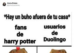 Enlace a Cuidado con los búhos, por @ymuchosmemes