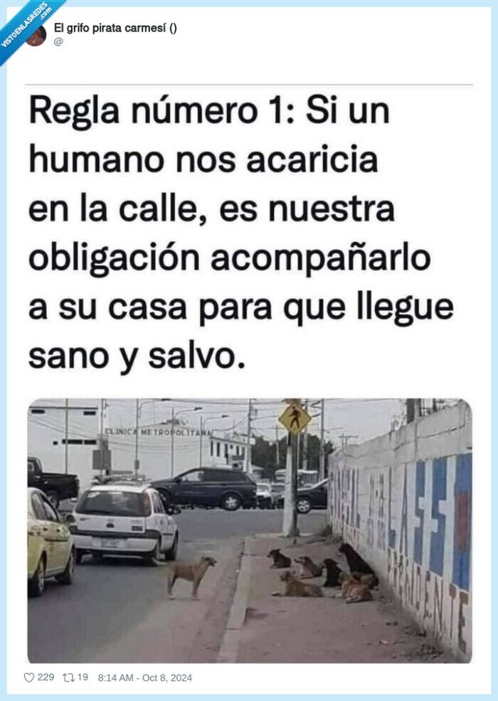 perros,acariciar,acompañar
