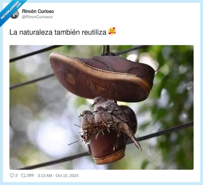 naturaleza,reutilizar,zapato,nido