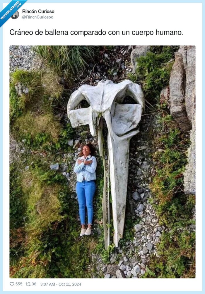 comparado,cráneo,ballena,cuerpo humano