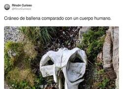 Enlace a Cráneo de ballena comparado con un cuerpo humano, por @RincnCuriosoo