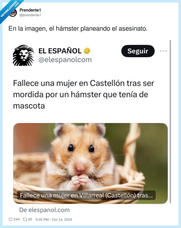 planeando,asesinato,hámster