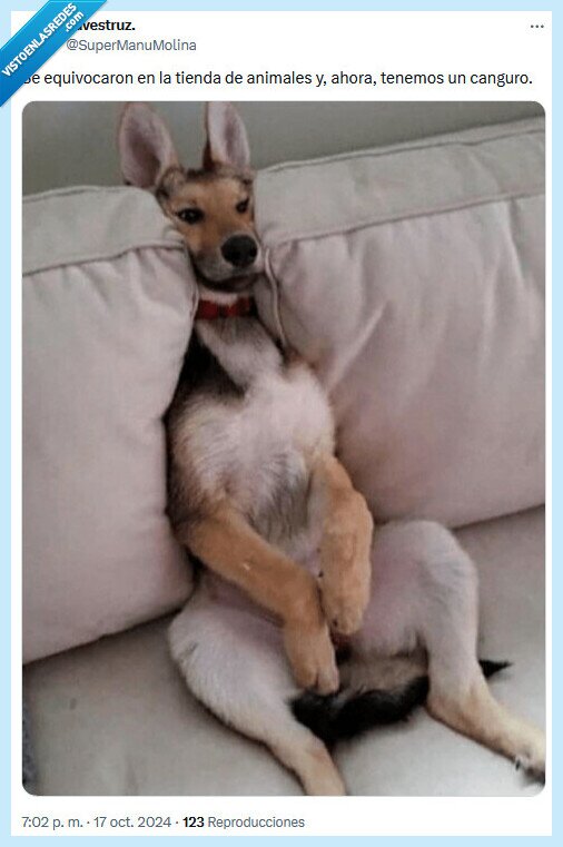 canguro,animales,tienda