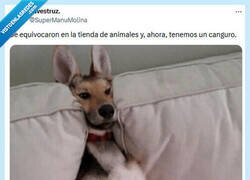 Enlace a No compres, adopta por @supermanumolina