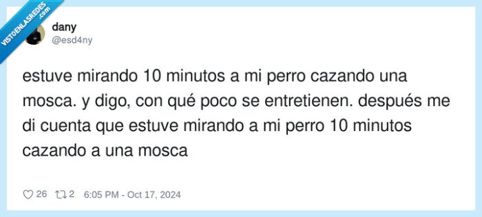 entretenerse,cazar,mosca,perro