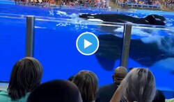 Enlace a La orca más troll que he visto: se caga, llena todo de mierda y luego salpica a todo el mundo de mierda