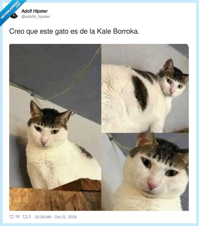 kale borroka,gato,flequillo