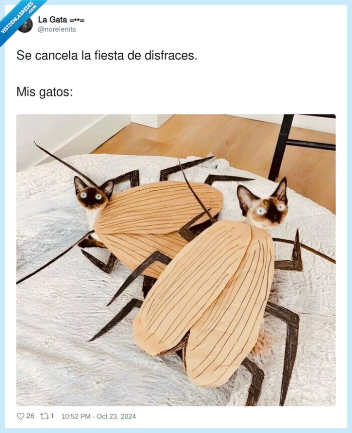 disfraces,cancelar,fiesta,gatos