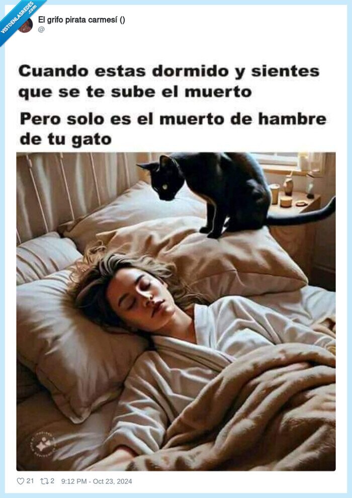 levantarse,peso,cama,gato
