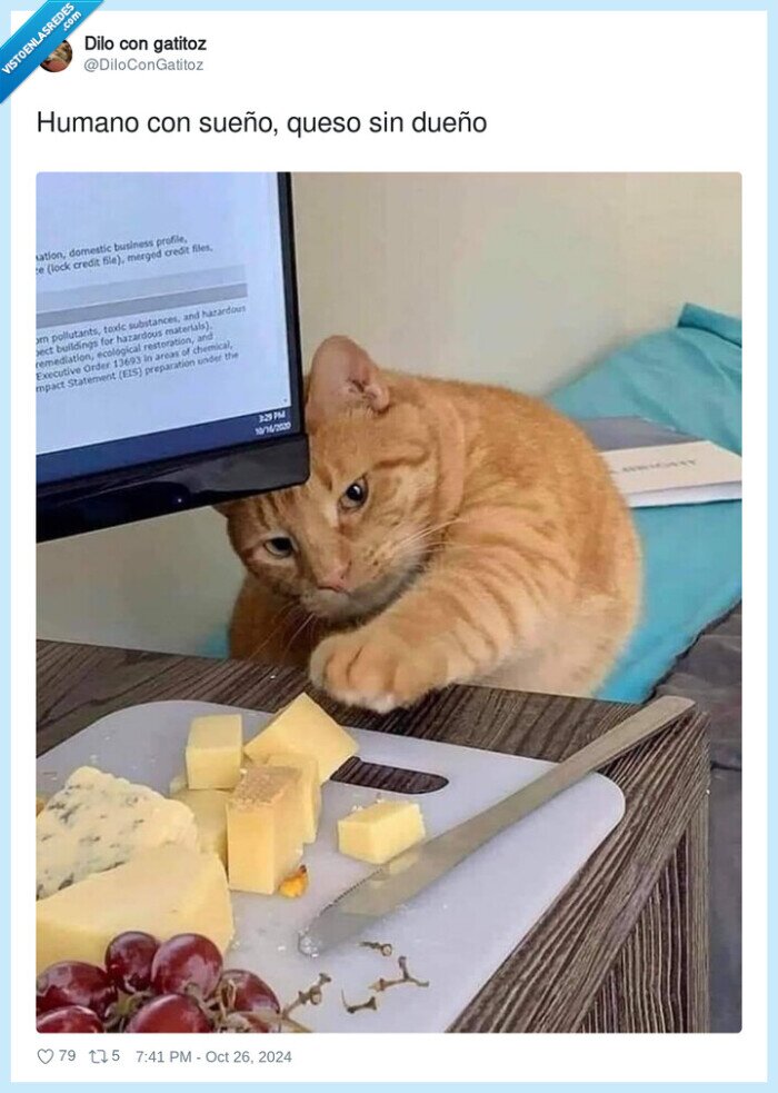 sueño,humano,dueño,queso,gato