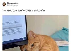 Enlace a Humano con sueño, queso sin dueño, por @DiloConGatitoz