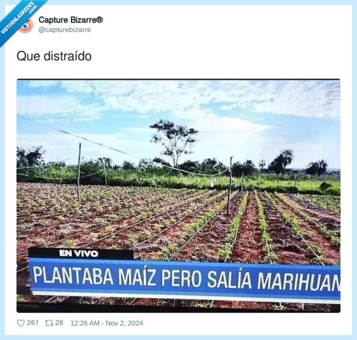 distraído,plantar,maiz,maria