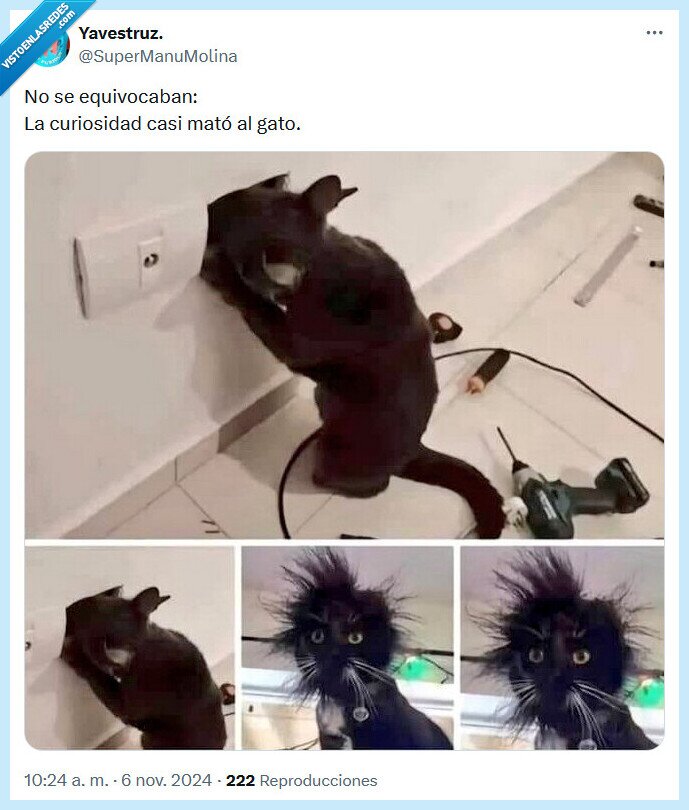 gato,matar,curiosidad