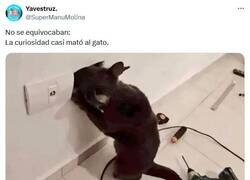 Enlace a Tienen 7 vidas por @supermanumolina