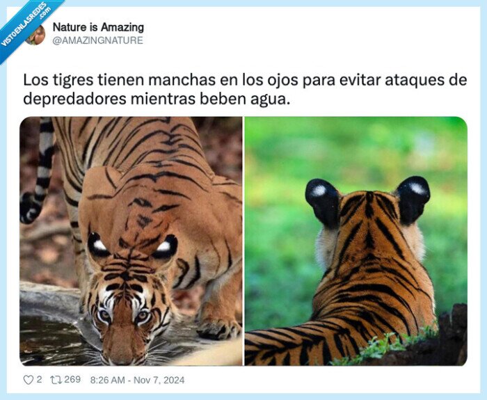 tigres,ataques,depredadores,ojos,orejas