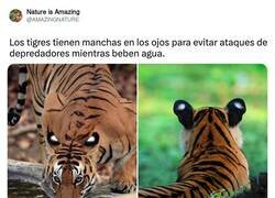 Enlace a La naturaleza es sabia, por @AMAZlNGNATURE