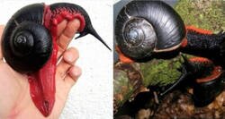 Enlace a Los animales más extraños del mundo, que no te gustaría encontrarte de noche