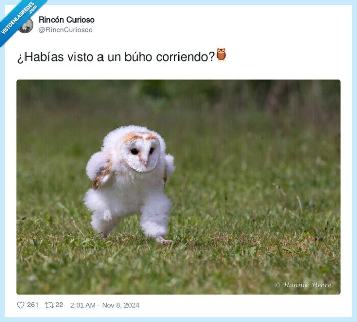 corriendo,búho