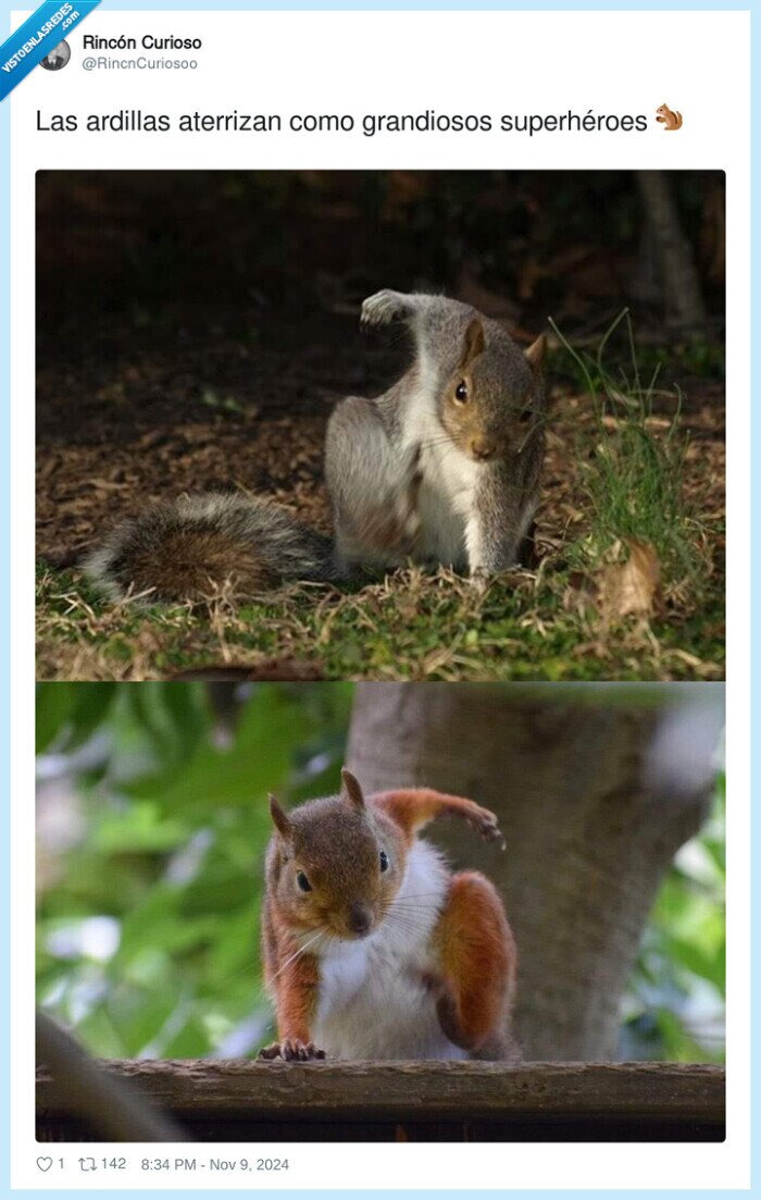superhéroes,grandiosos,aterrizar,ardillas