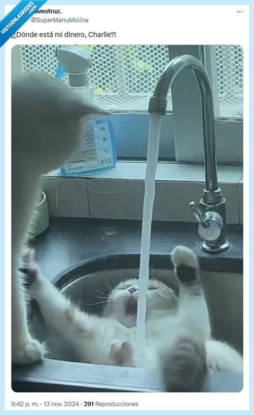 dinero,gato,agua