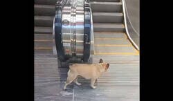 Enlace a Perro descubrió cómo funcionan las escaleras mecánicas y ahora no para de subir y bajar, por @ceciarmy