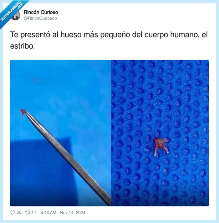 pequeño,cuerpo humano,estribo,hueso