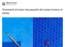 Enlace a Nunca te acostarás sin saber algo nuevo, por @RincnCuriosoo