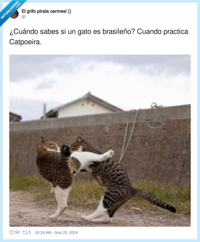 brasileño,catpoeira,practicar,gato