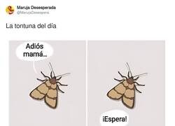 Enlace a El típico 