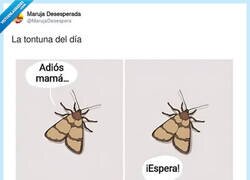 Enlace a El típico 