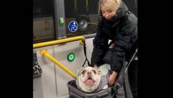 Enlace a Cuando tu perro te la lía en el bus
