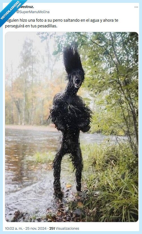perro,agua,foto,pesadillas